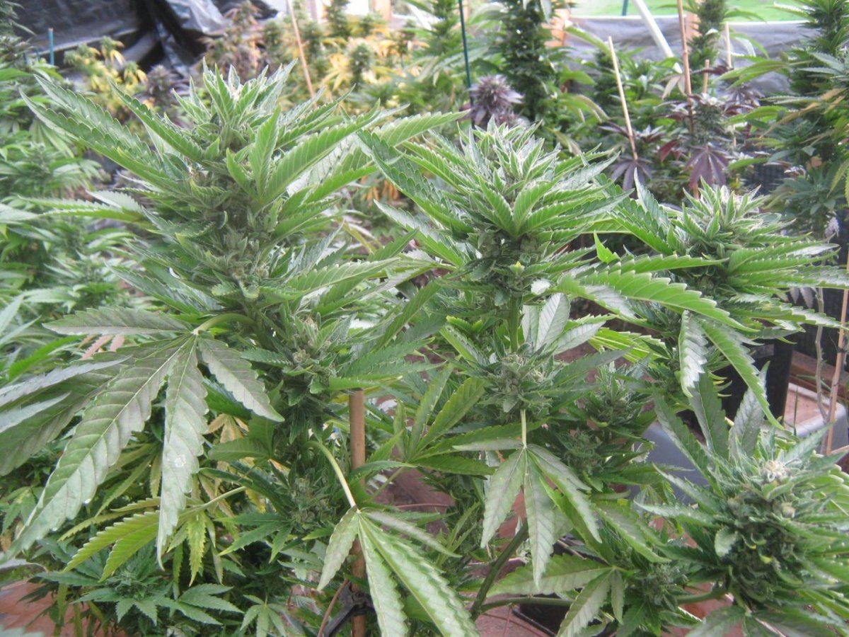 Happyplant331