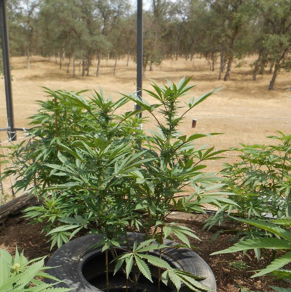 Happytrainwreck529