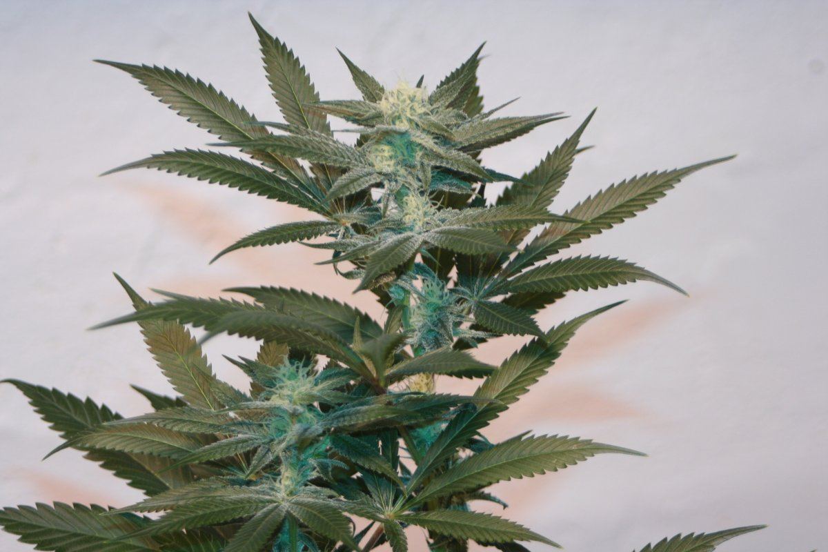 Harlequin coco c1