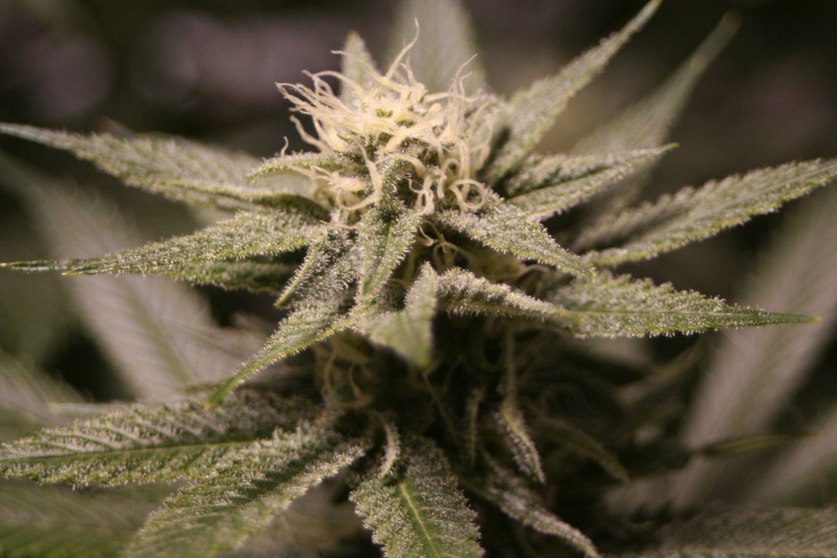 Harlequin coco c2