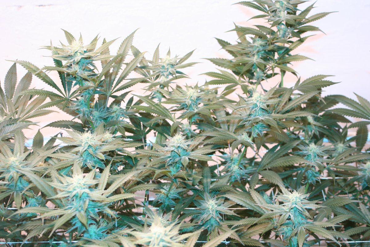 Harlequin coco c3