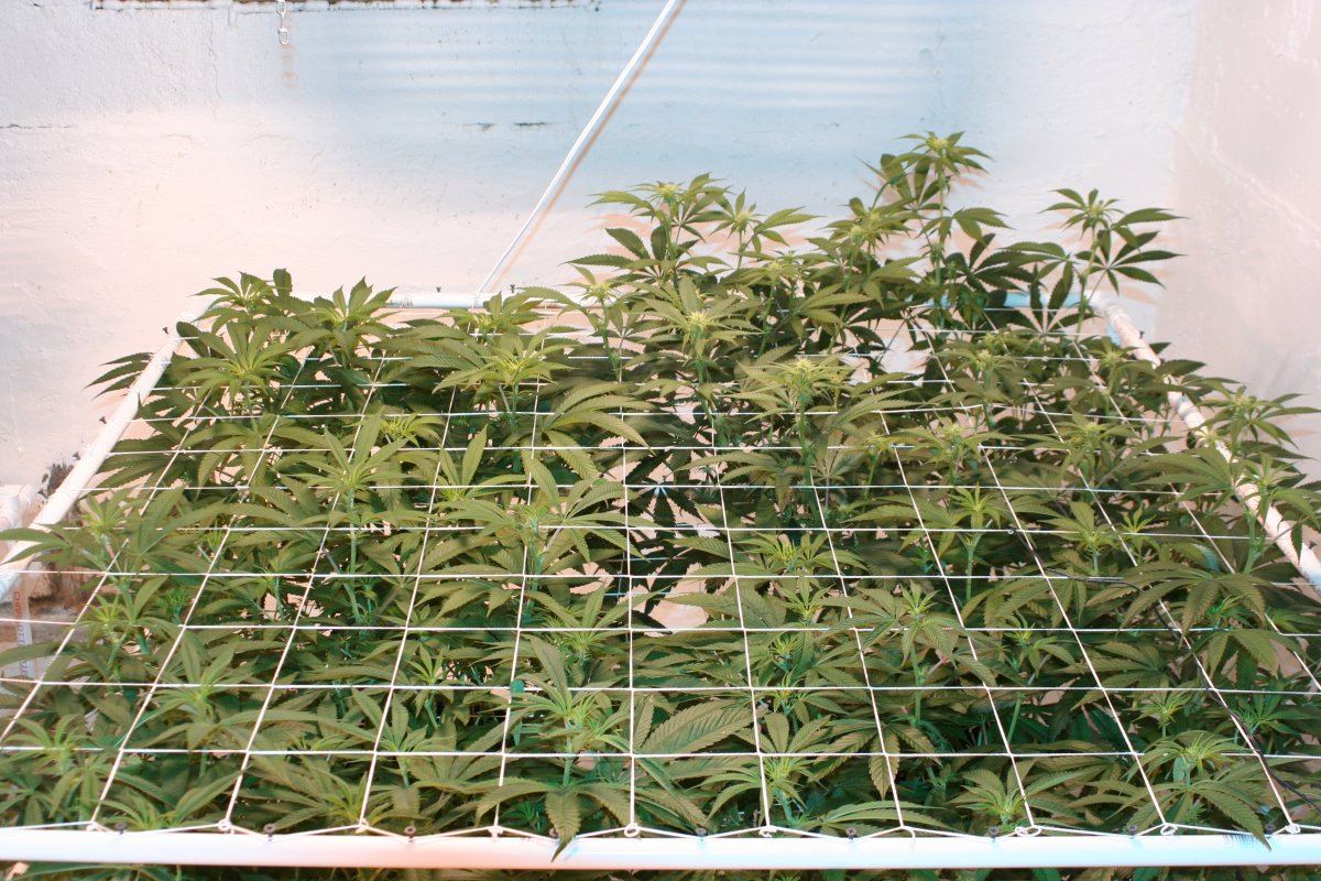 Harlequin coco1
