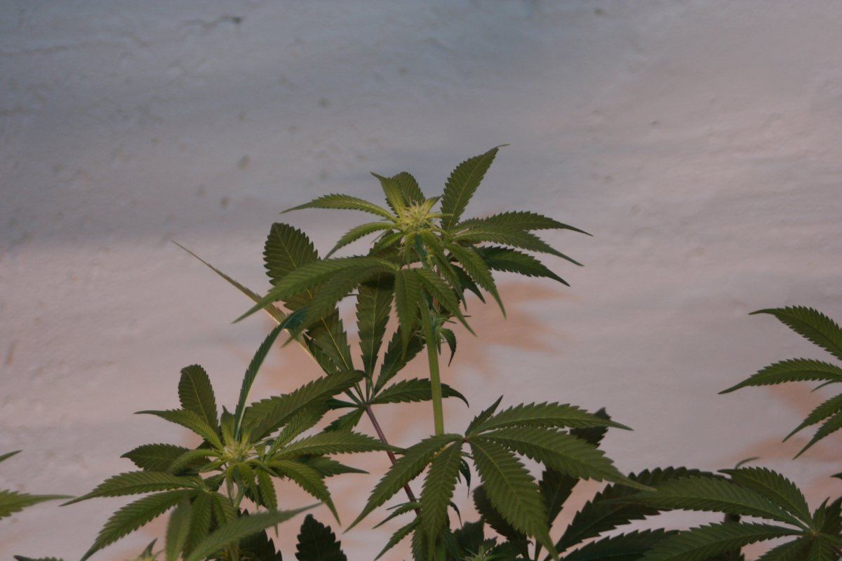 Harlequin coco2