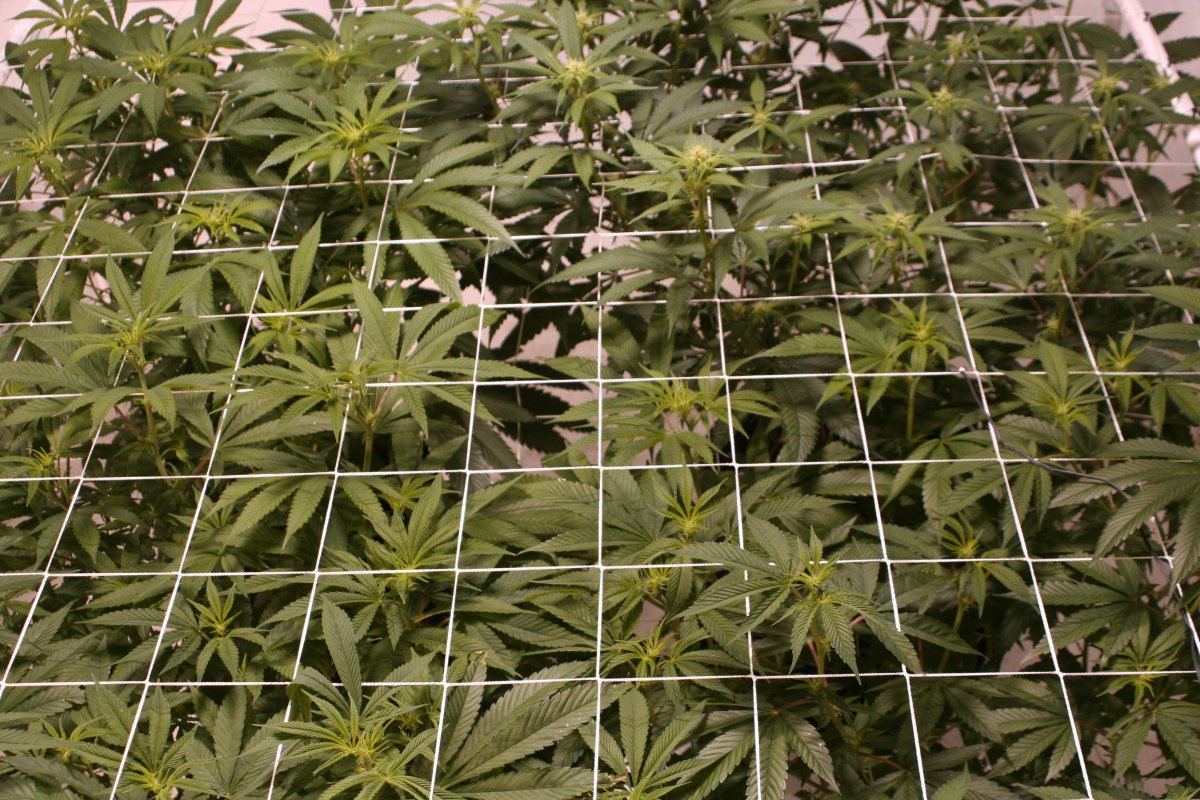 Harlequin coco3