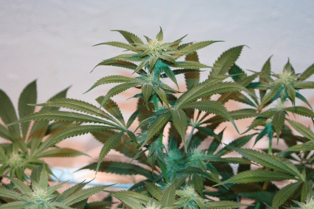 Harlequin cocob3