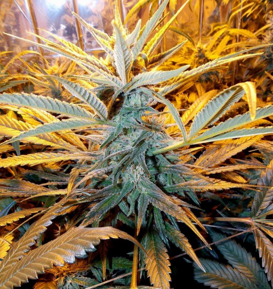 Harlequin week 5 1