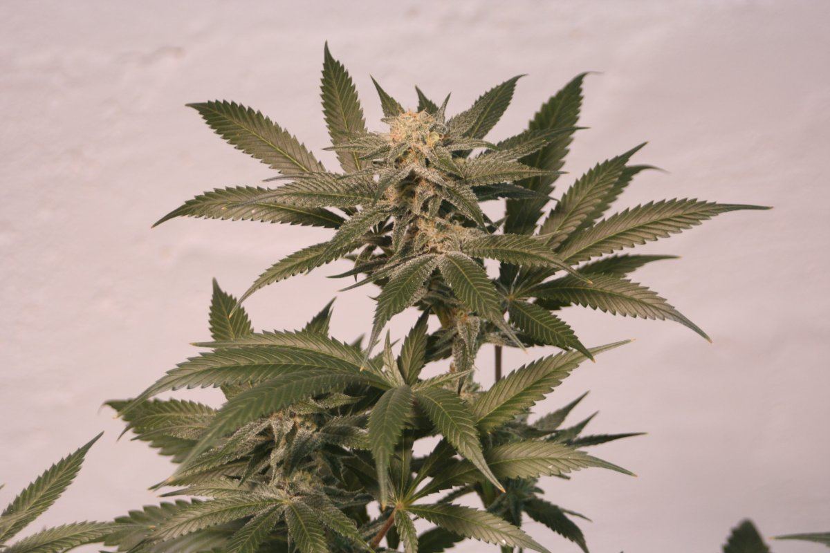 Harlequin wk6c