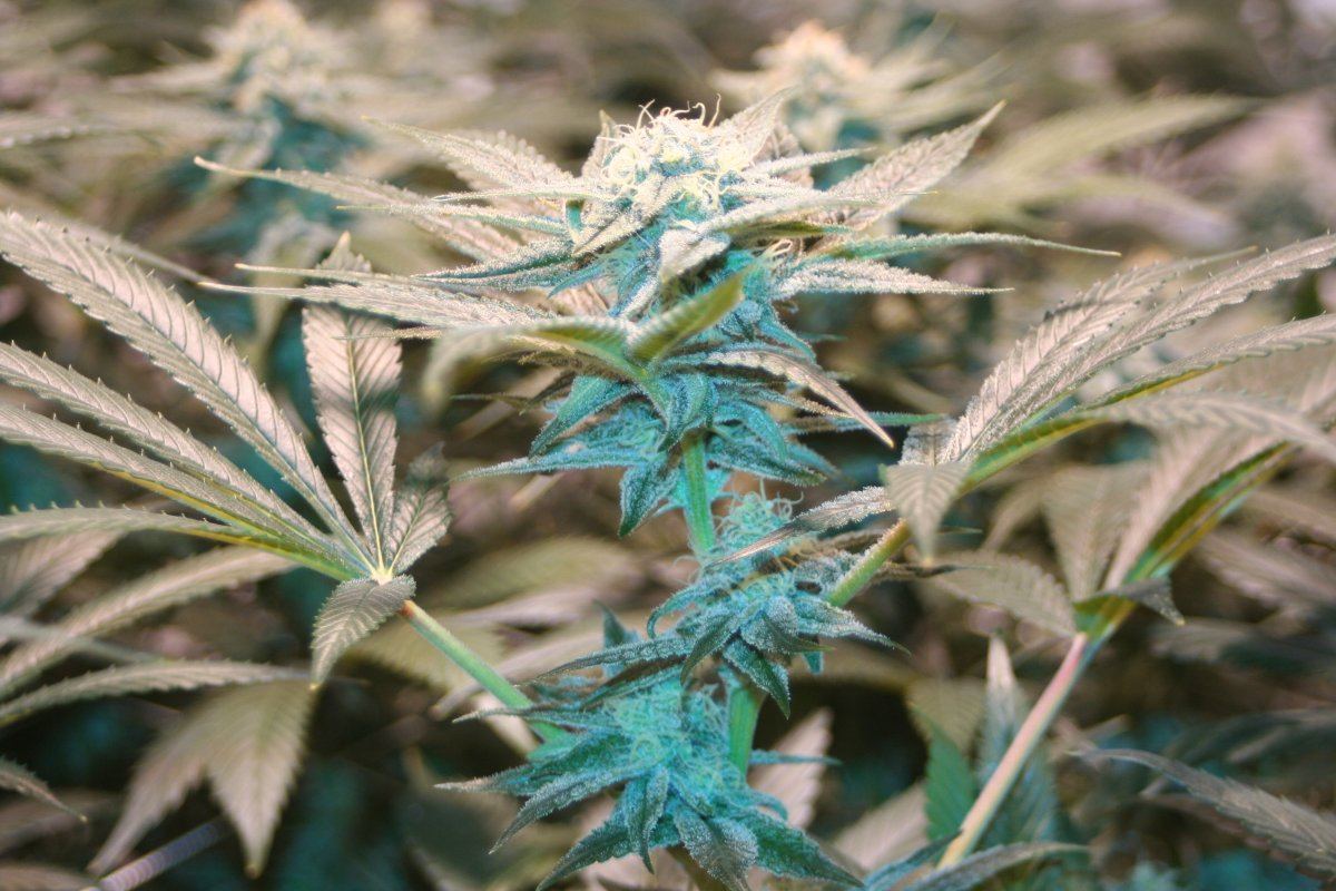Harlequin wk6d