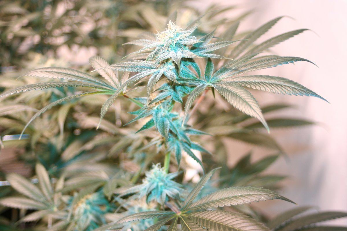 Harlequin wk6e