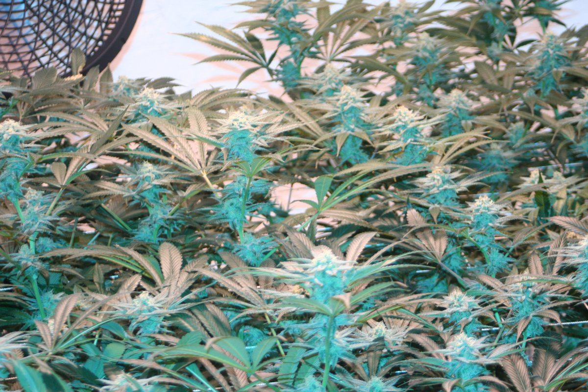 Harlequin wk6f