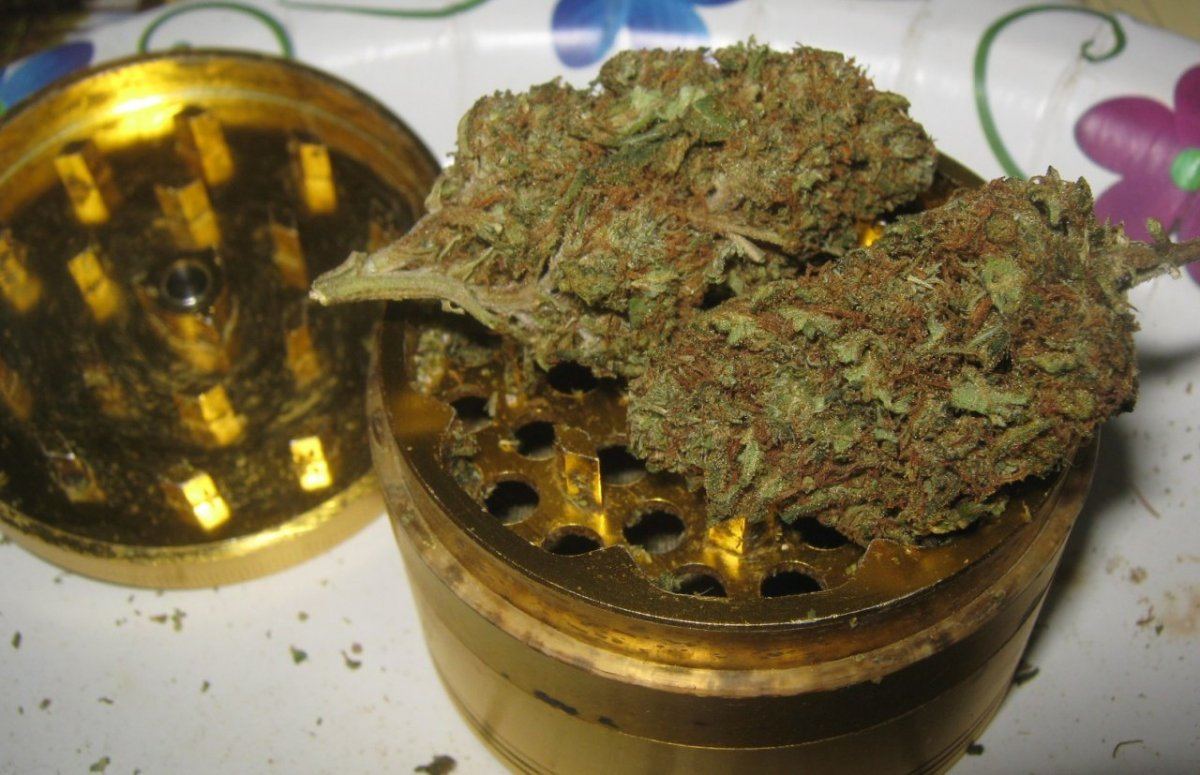 Harleybud819