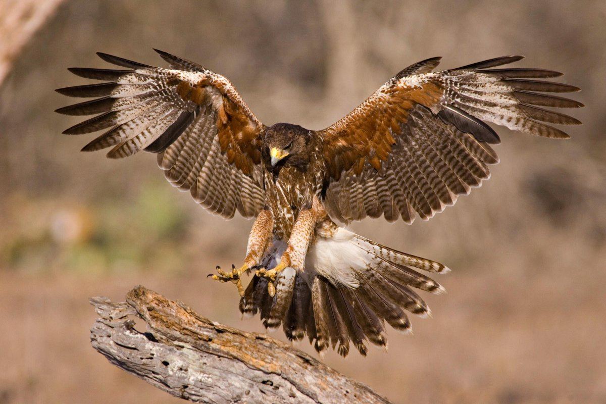 Harriss Hawk l07 45 106 V