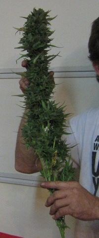 Harversbud6 16