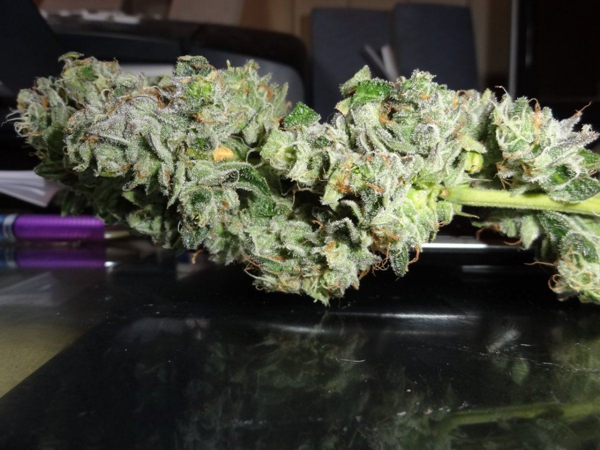 Harvest 001