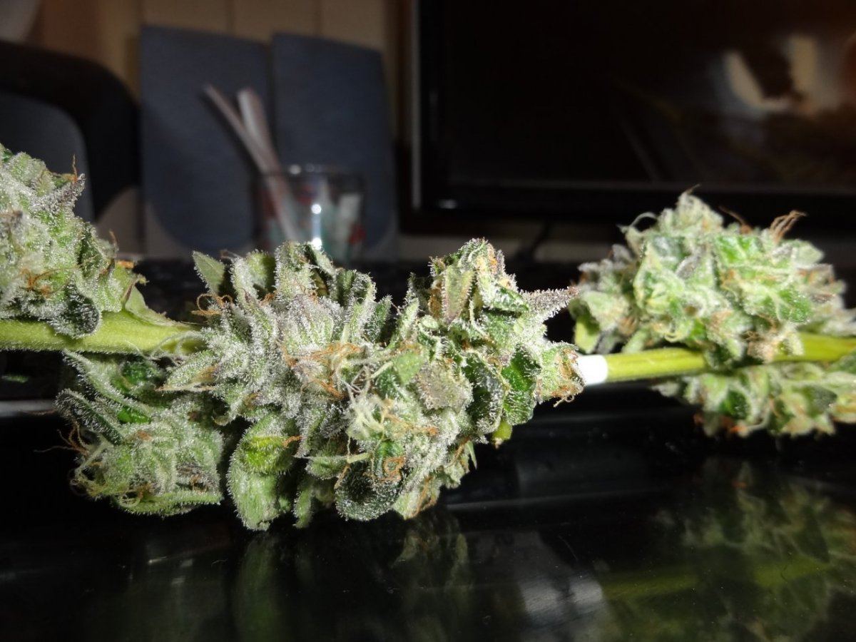 Harvest 002