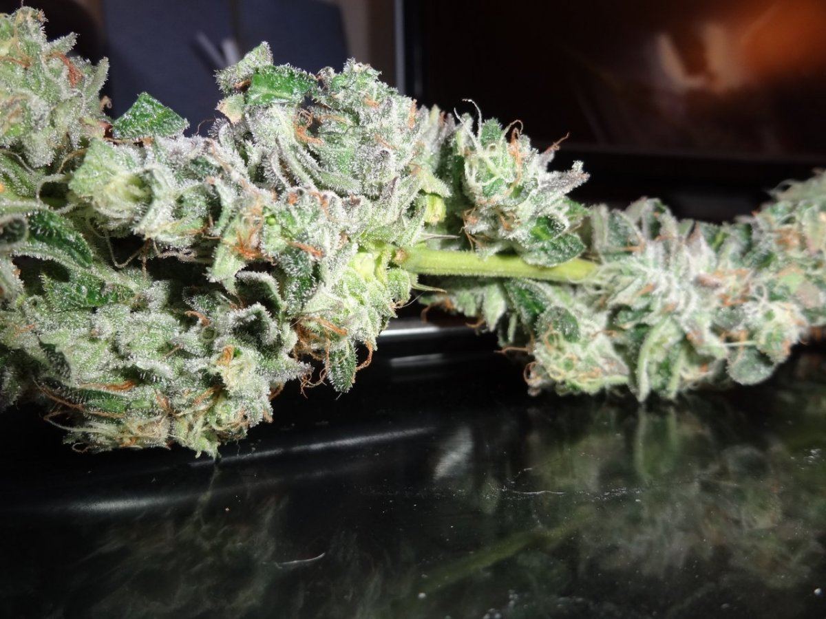 Harvest 003