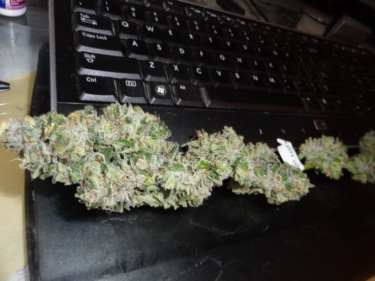 Harvest 011