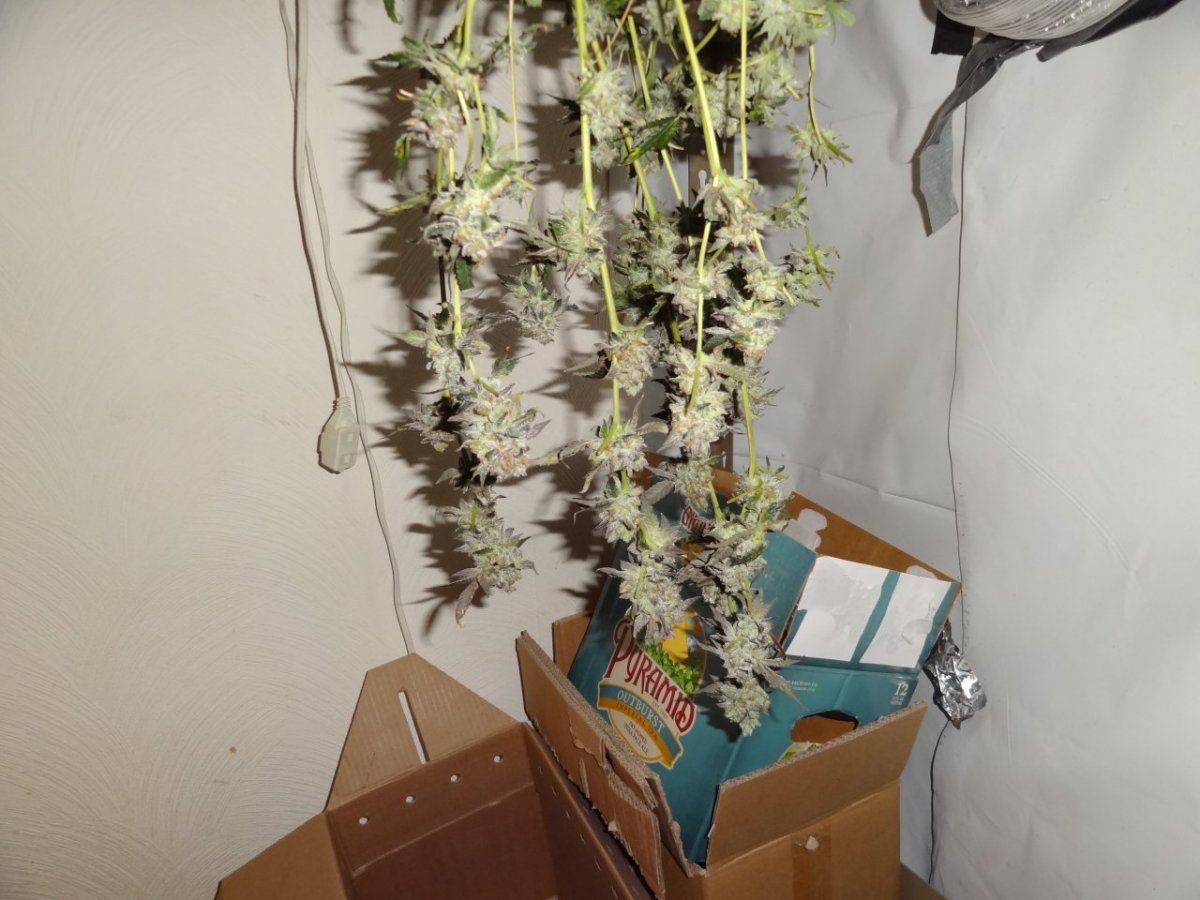 Harvest 018