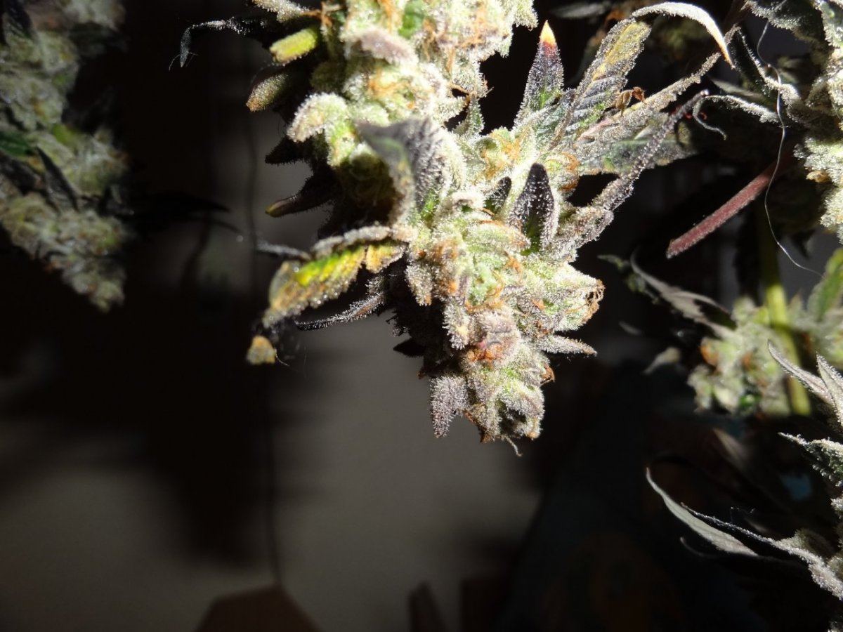 Harvest 019