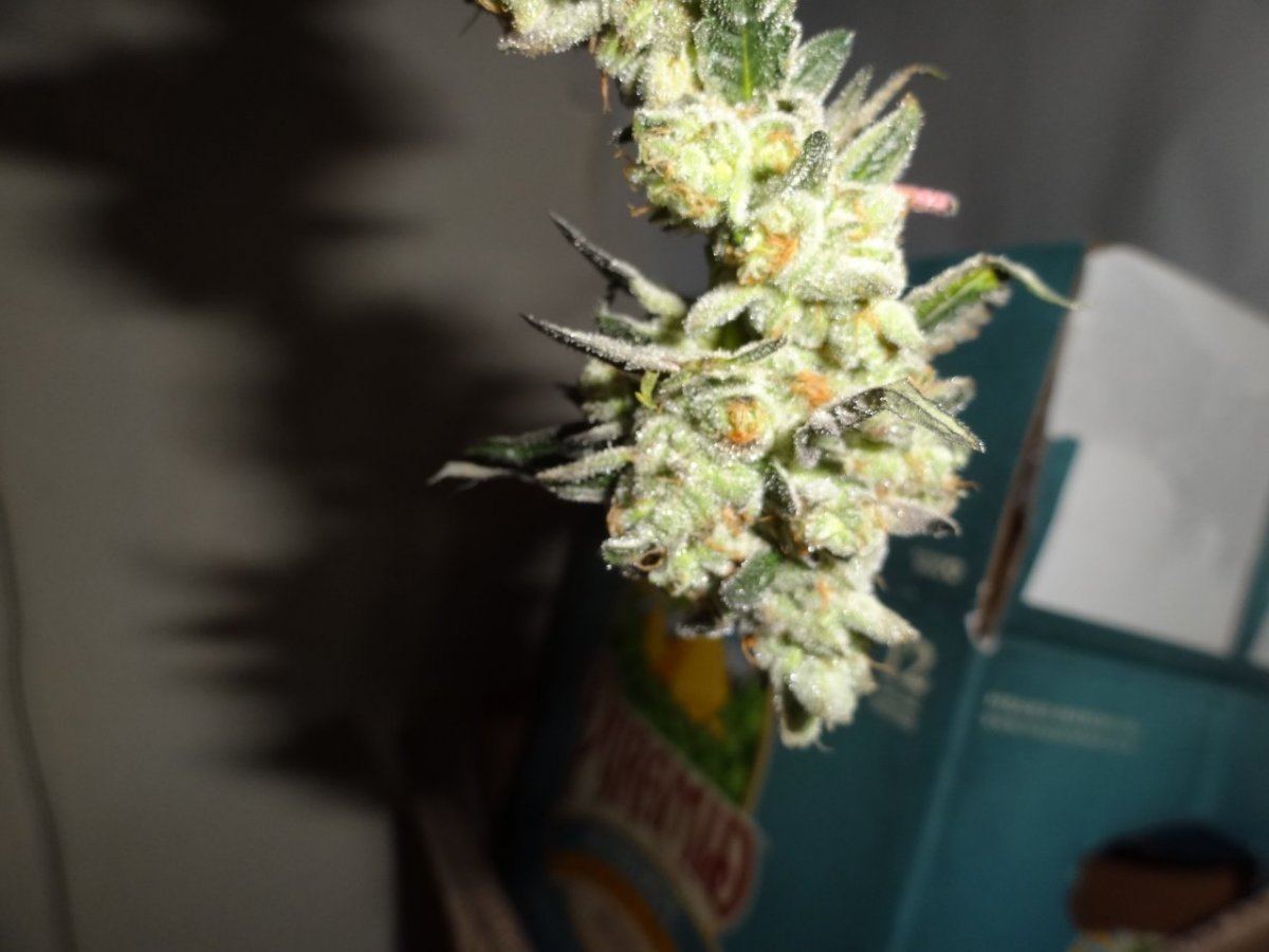Harvest 020