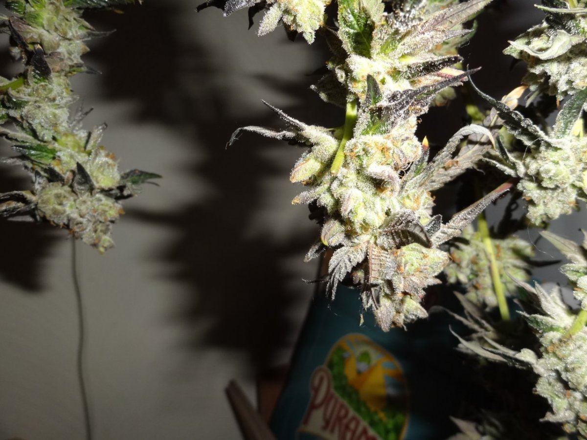 Harvest 021