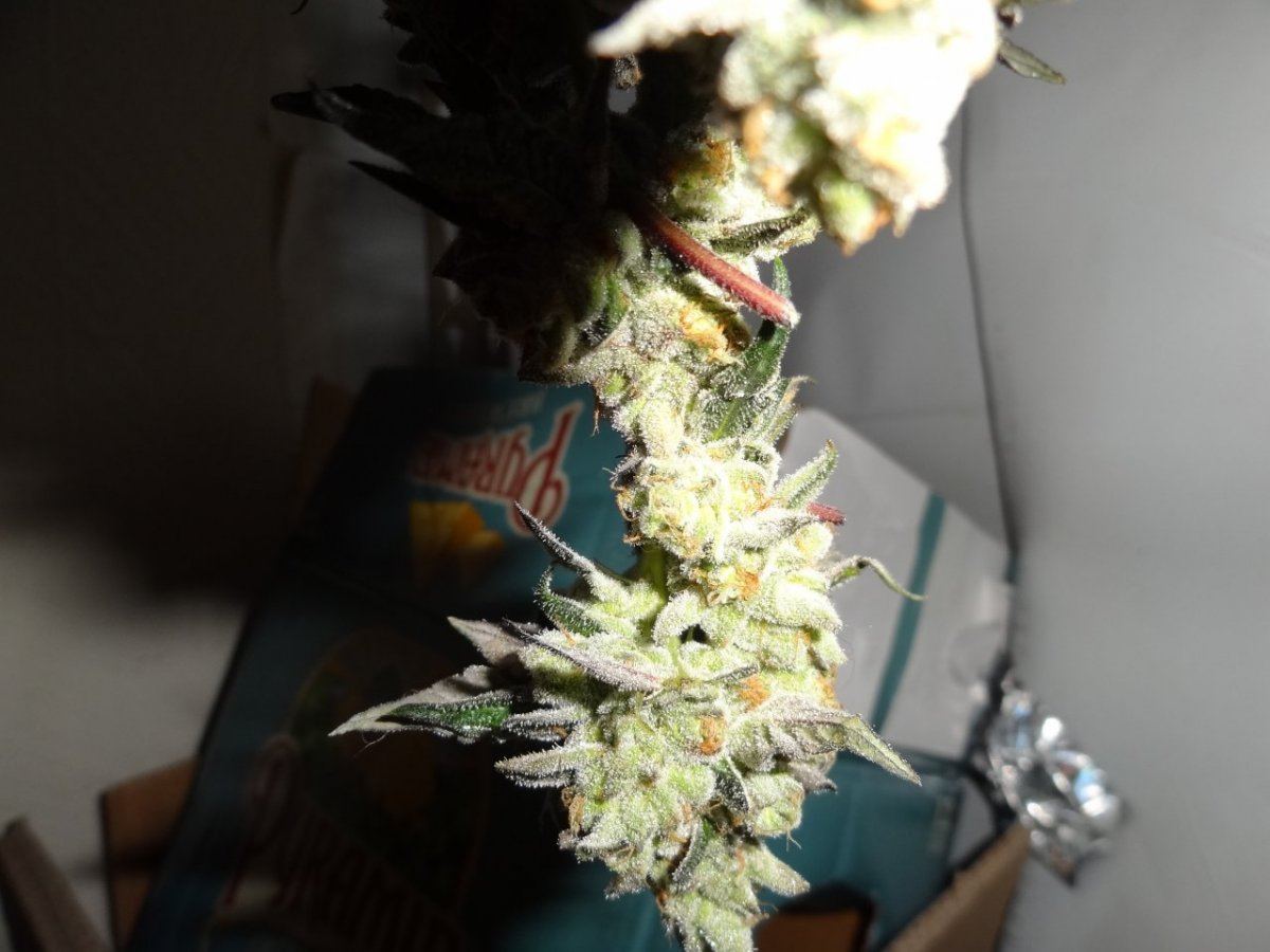 Harvest 022