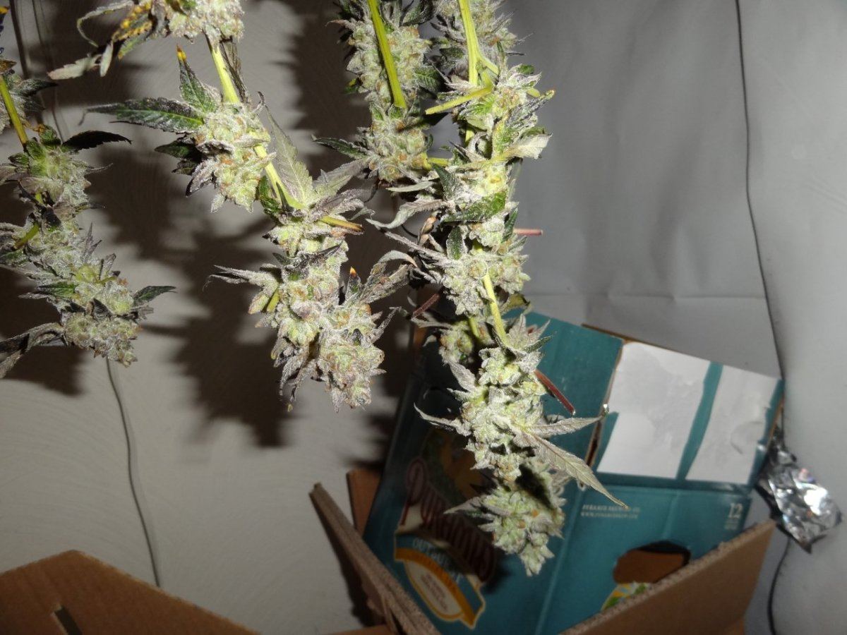 Harvest 023