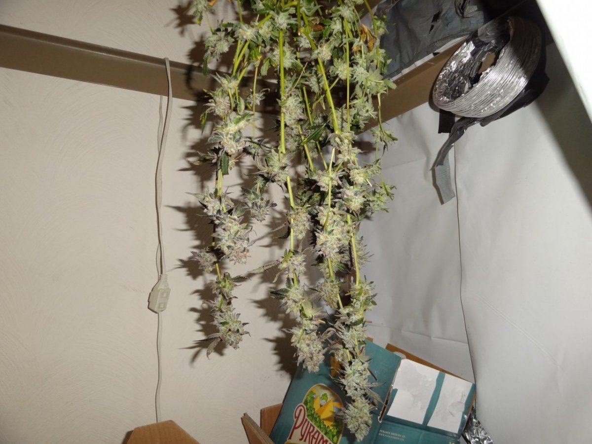 Harvest 024