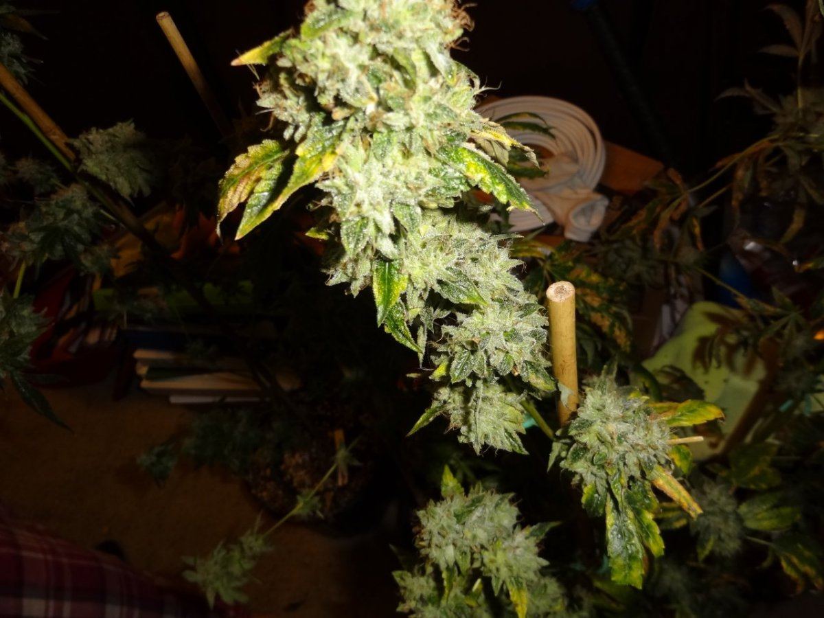 Harvest 035