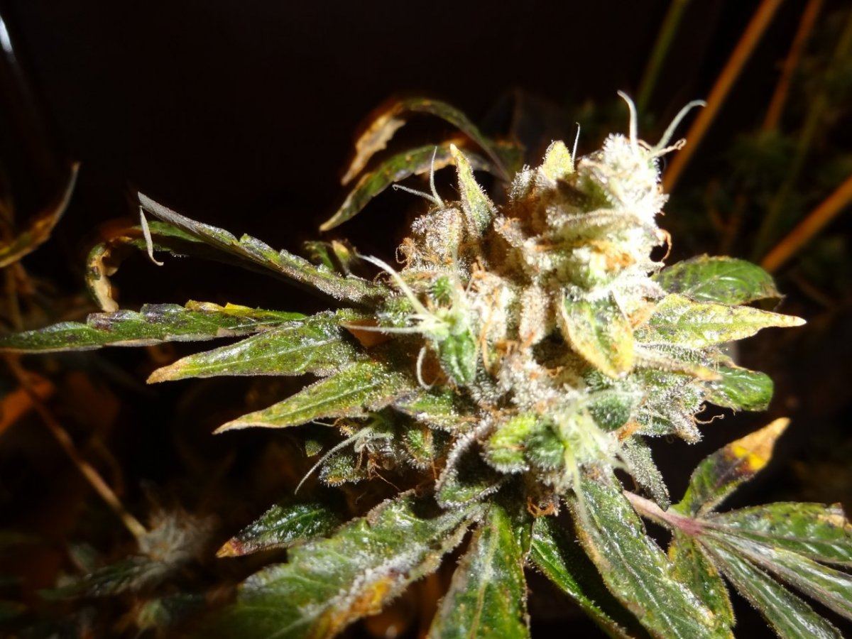 Harvest 038
