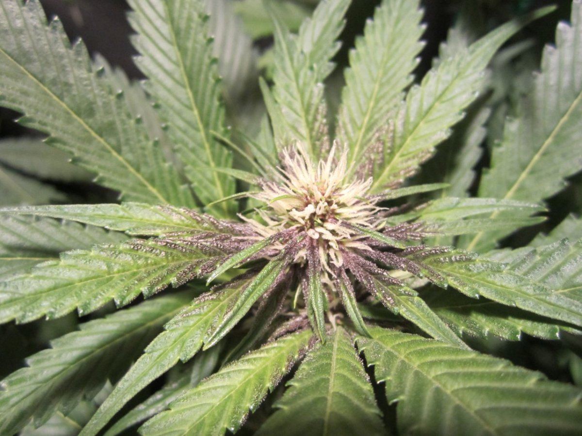 Harvest 043