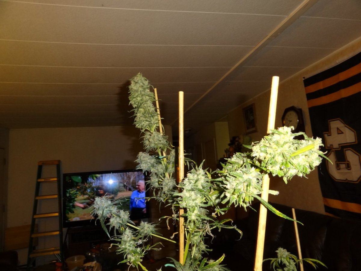 Harvest 046