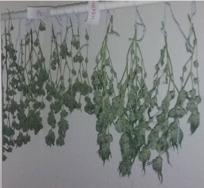 Harvest 1