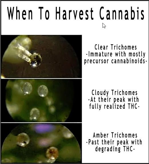 Harvest 1