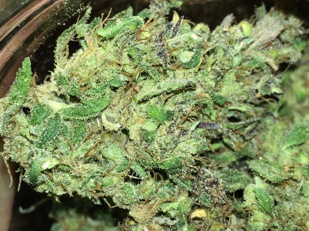 HARVEST 1 WEEK LATER