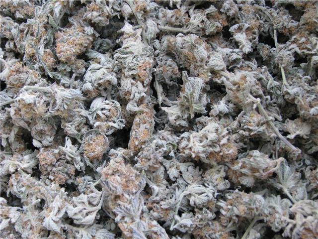 Harvest 2jpg