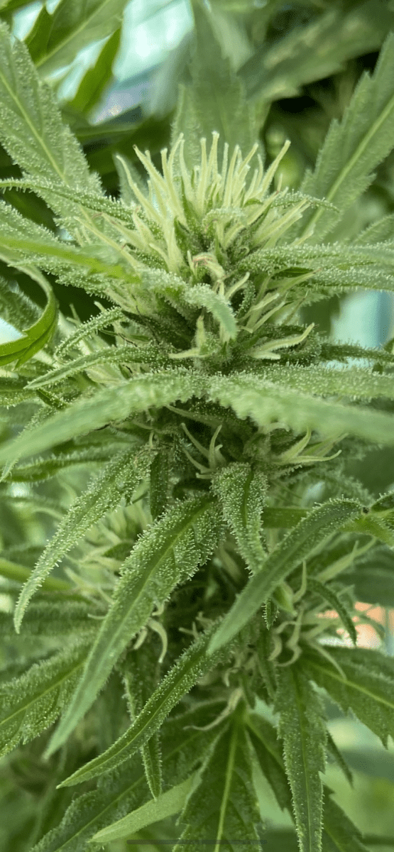 Harvest 34 week early or leave when go on holiday 2