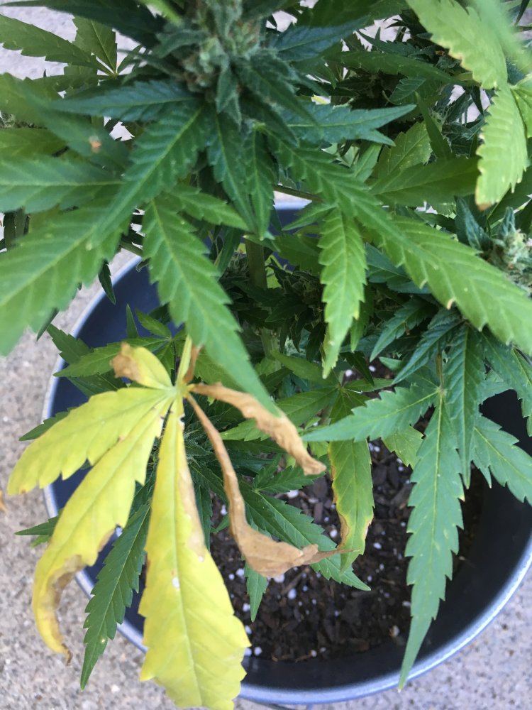 Harvest colors or problems please help 3