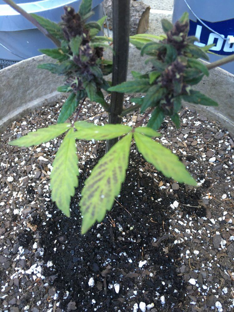 Harvest colors or problems please help