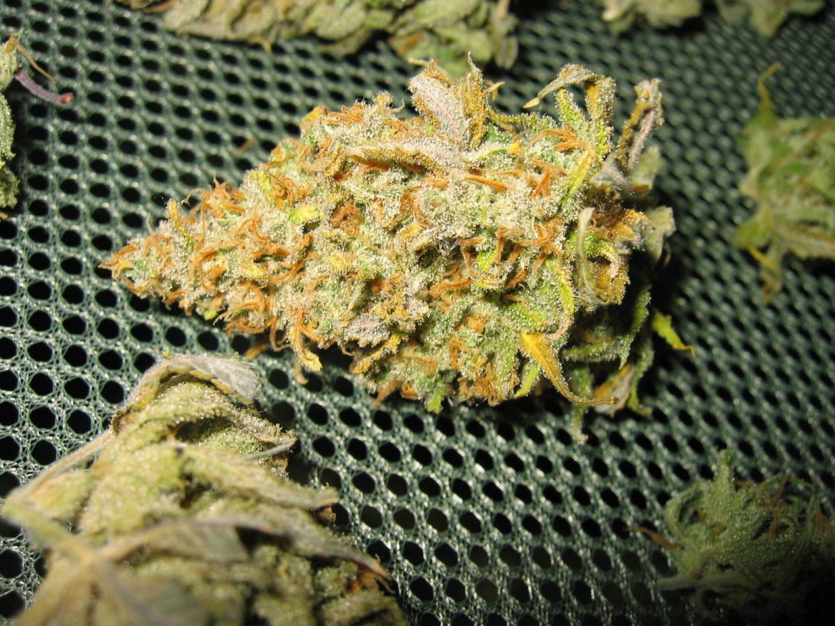 Harvest cut up 2