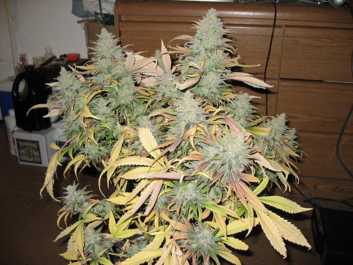 Harvest day 61 5