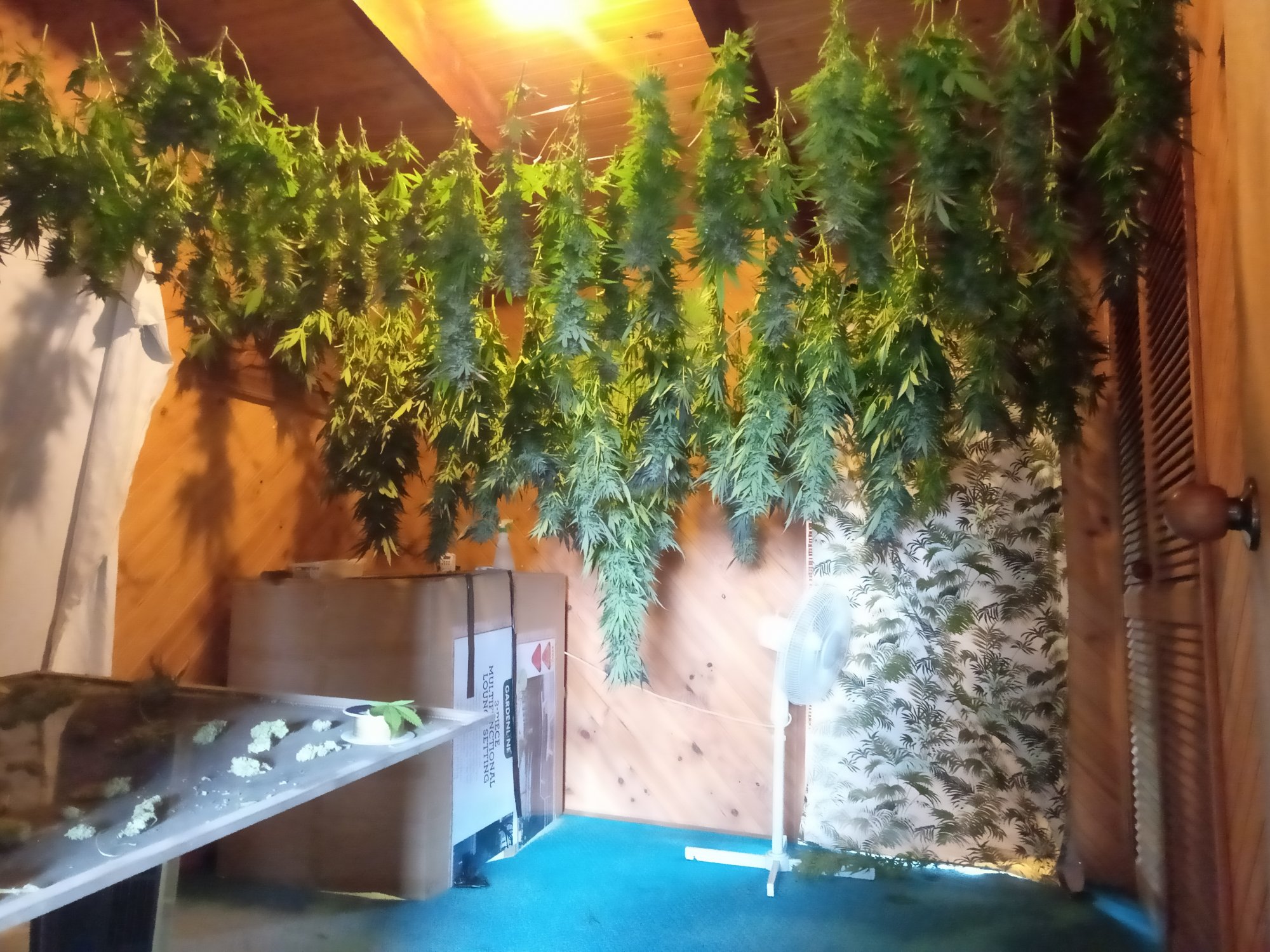 Harvest day   my drying room 3