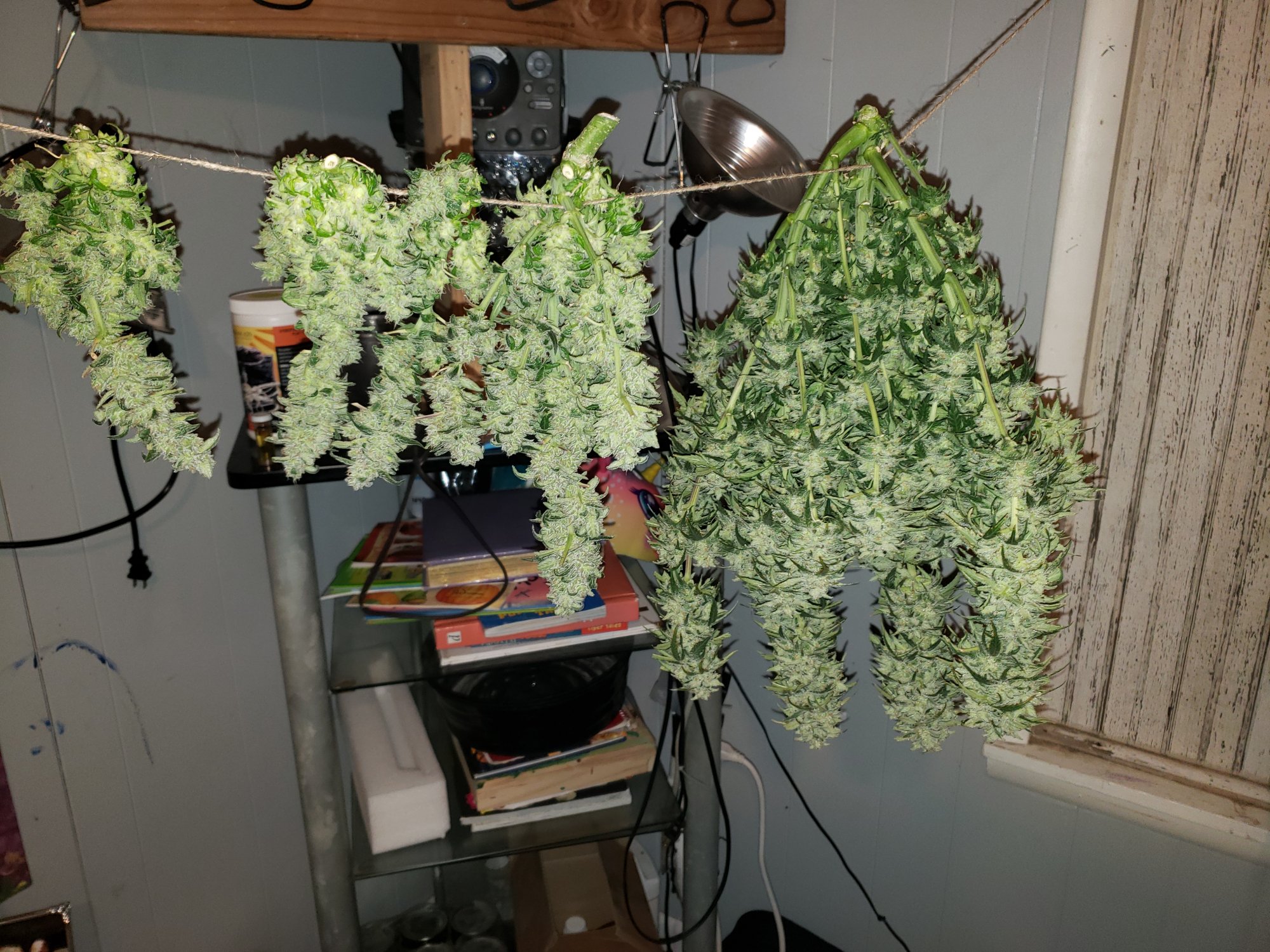 Harvest day of some autos 2