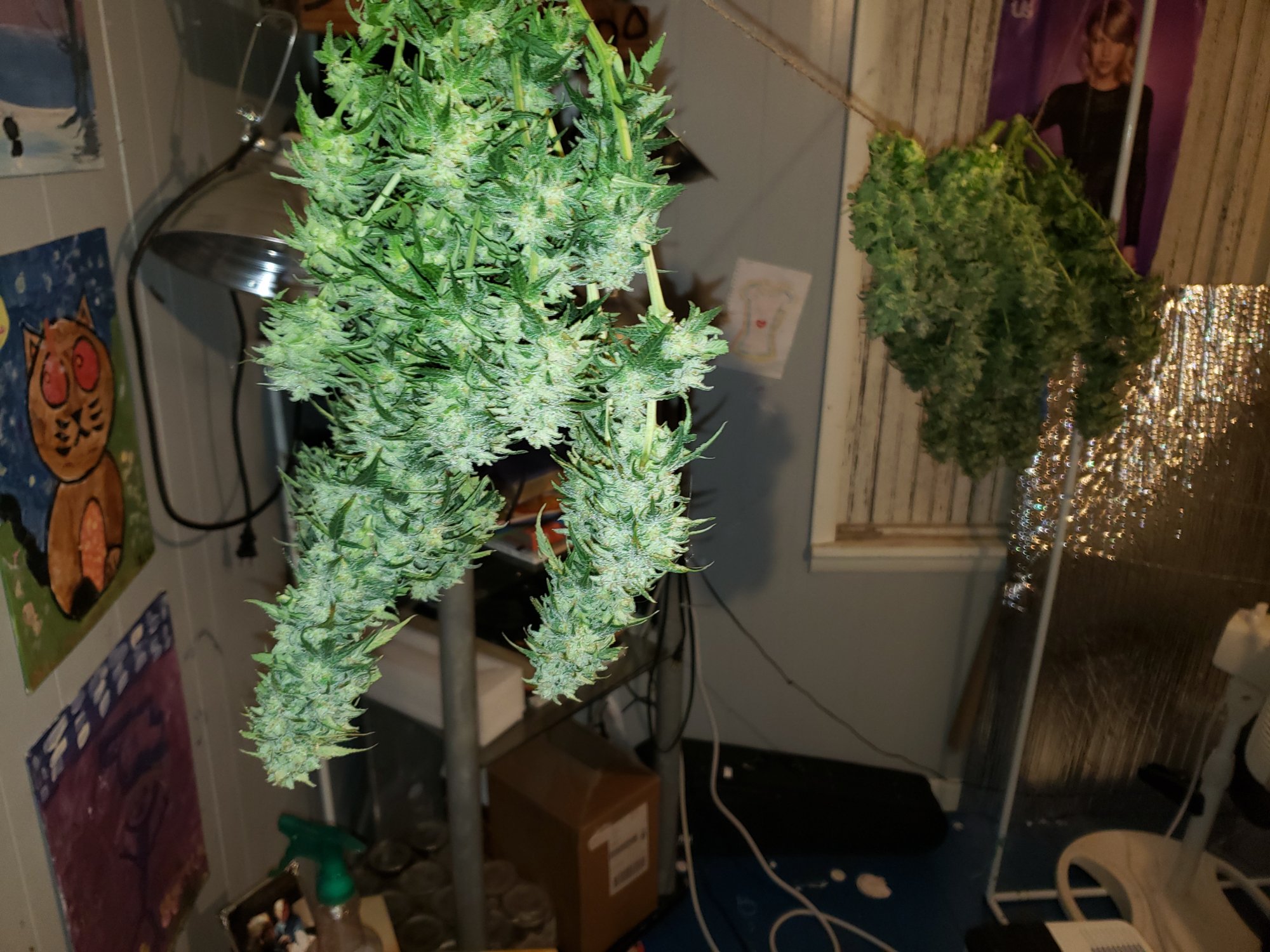 Harvest day of some autos