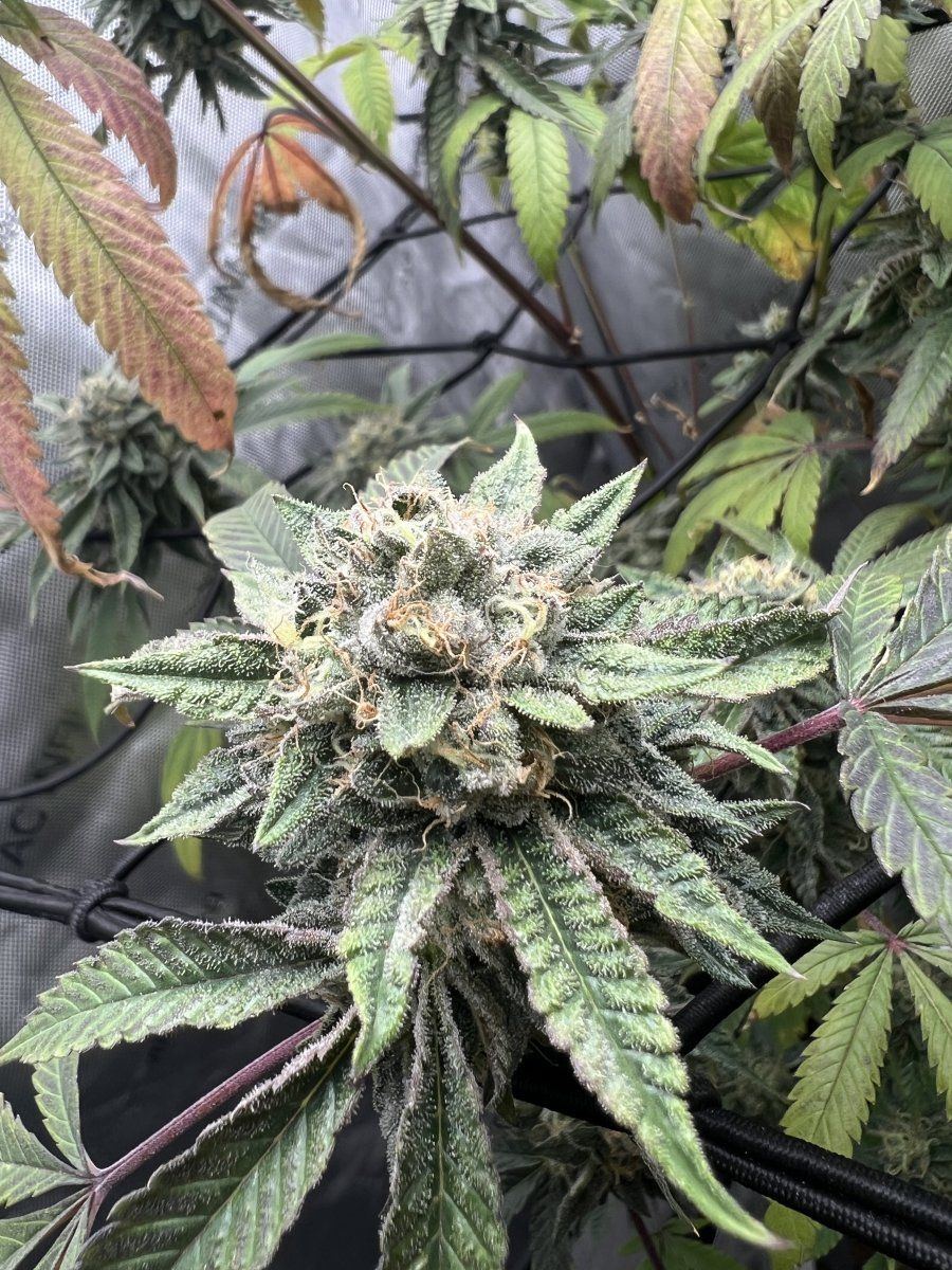 Harvest early or keep going 3