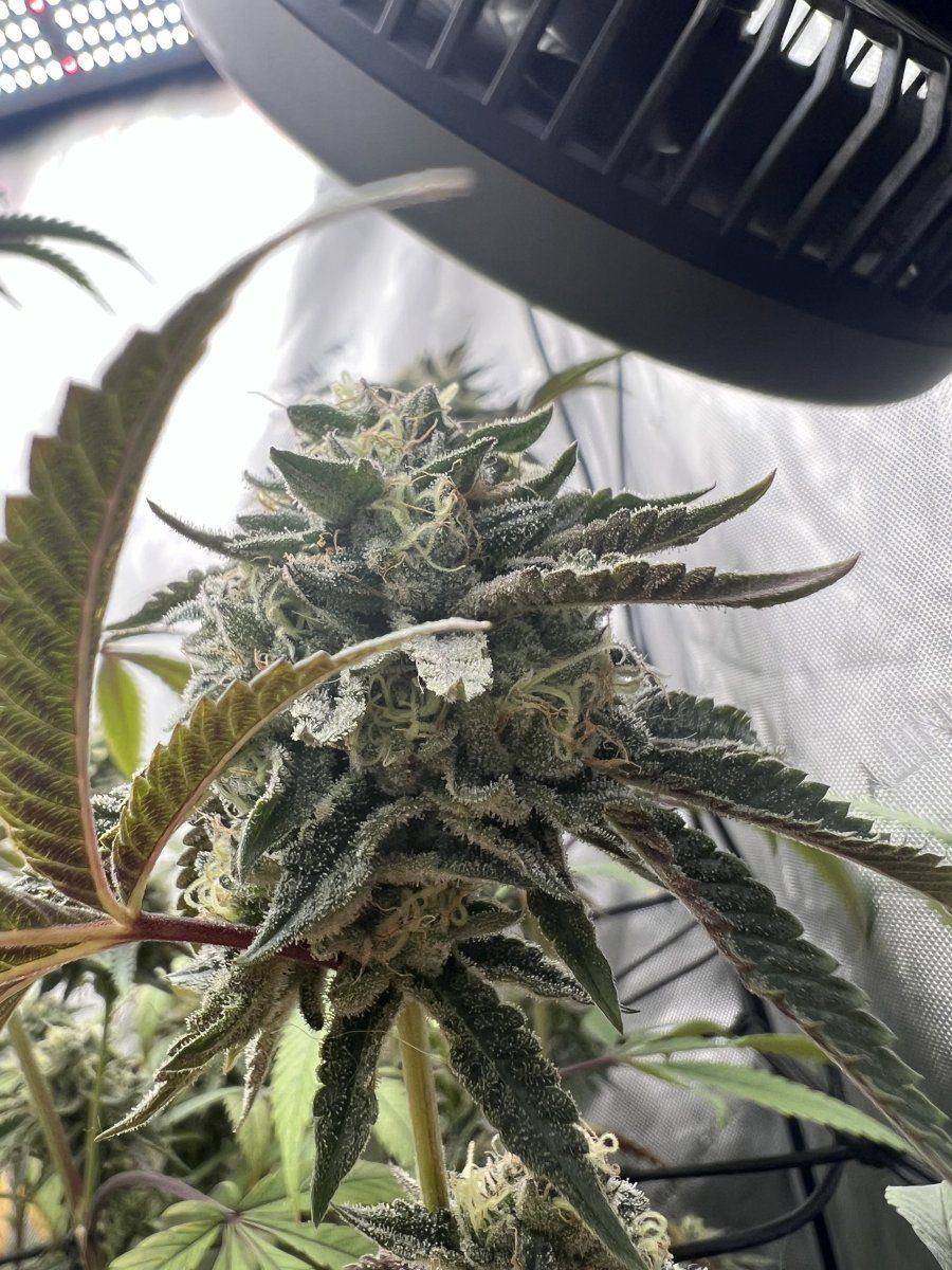 Harvest early or keep going 4