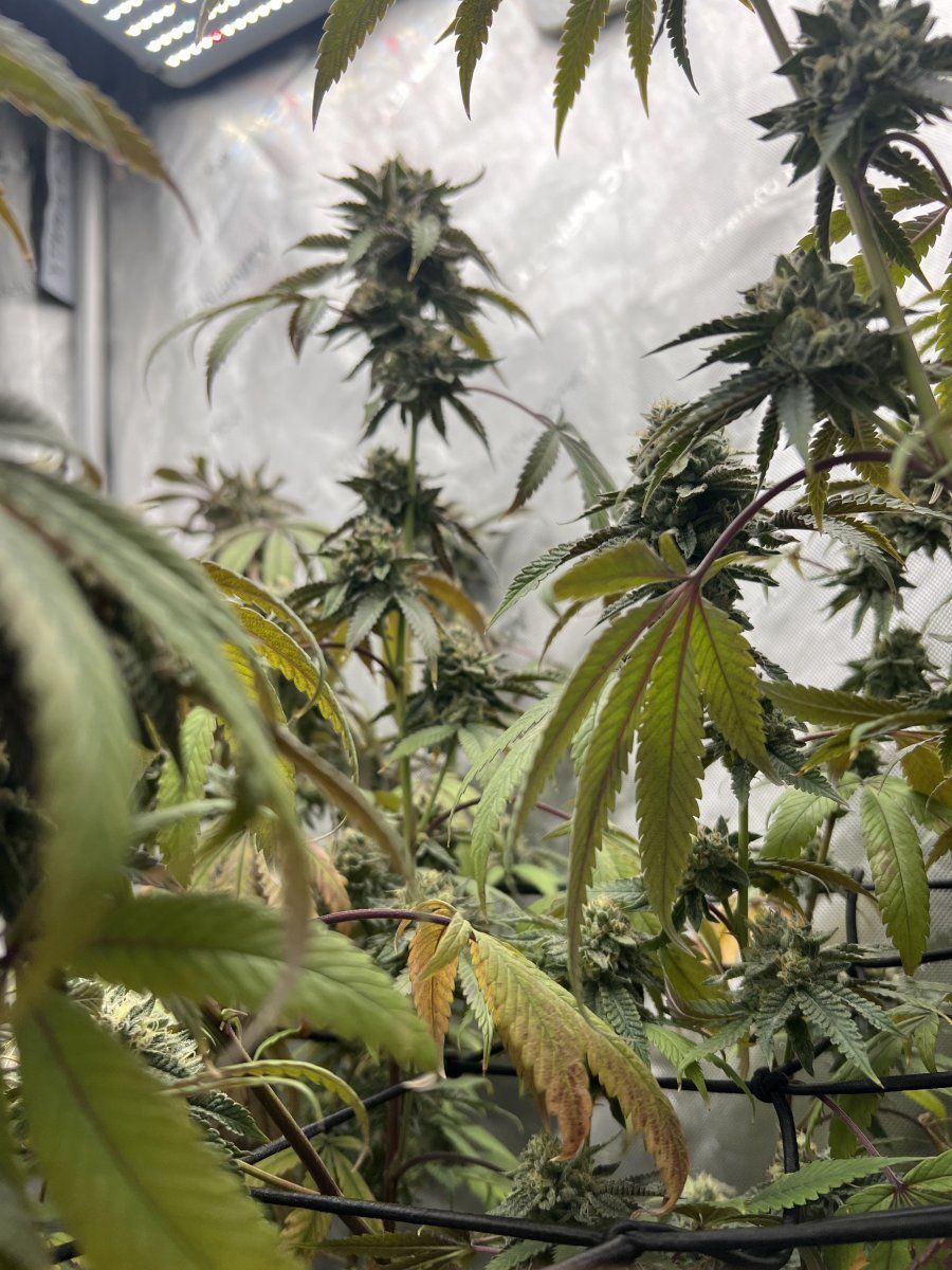Harvest early or keep going 5