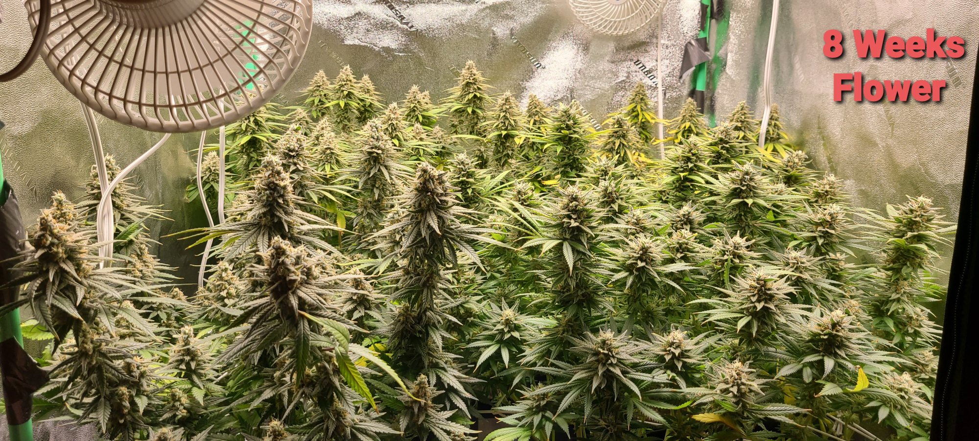 Harvest help for a newbie please 2