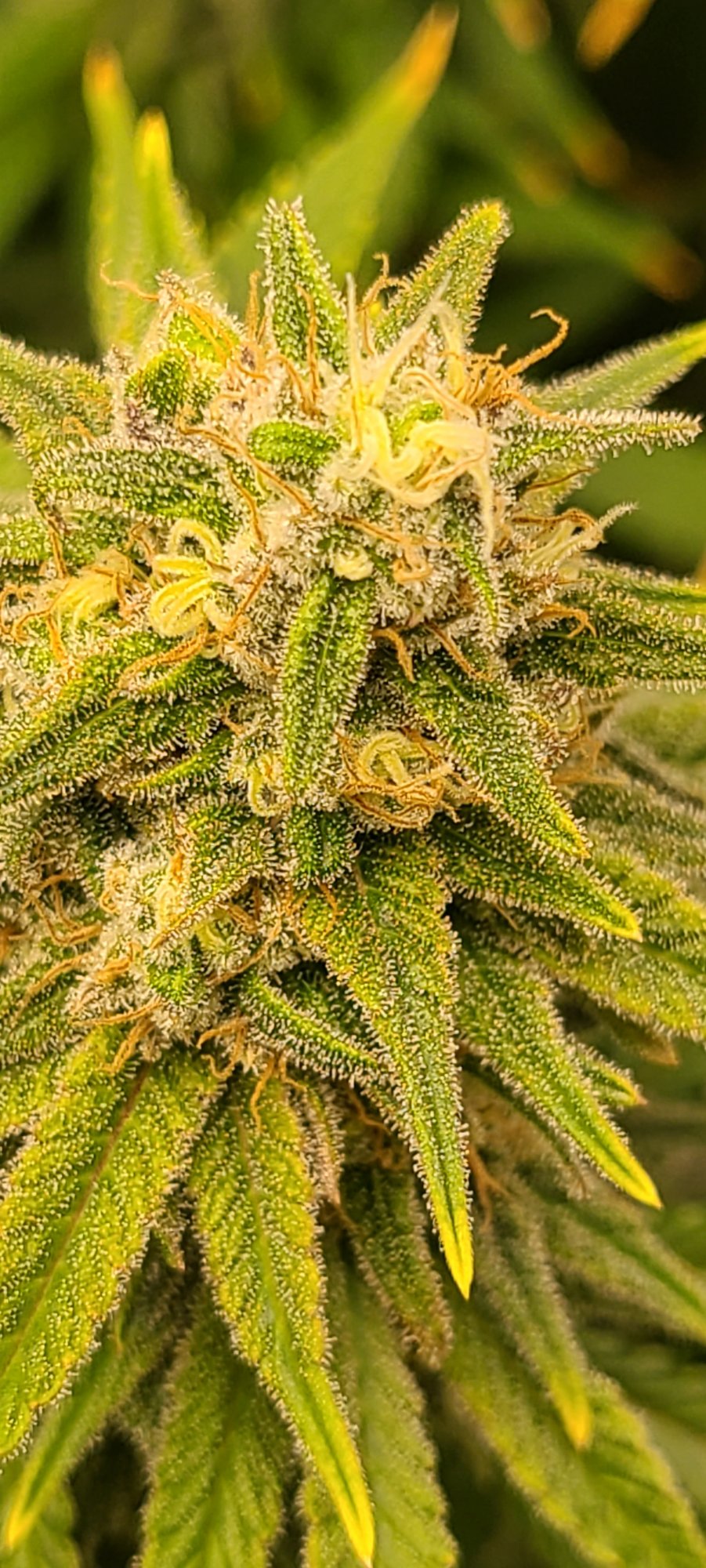 Harvest help for a newbie please 3