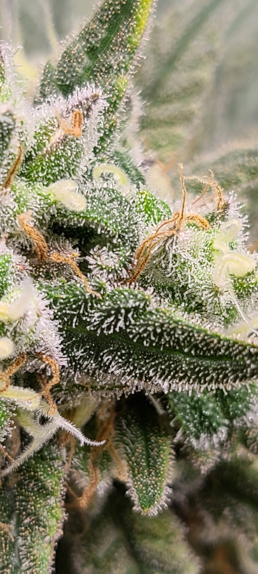 Harvest help for a newbie please 4